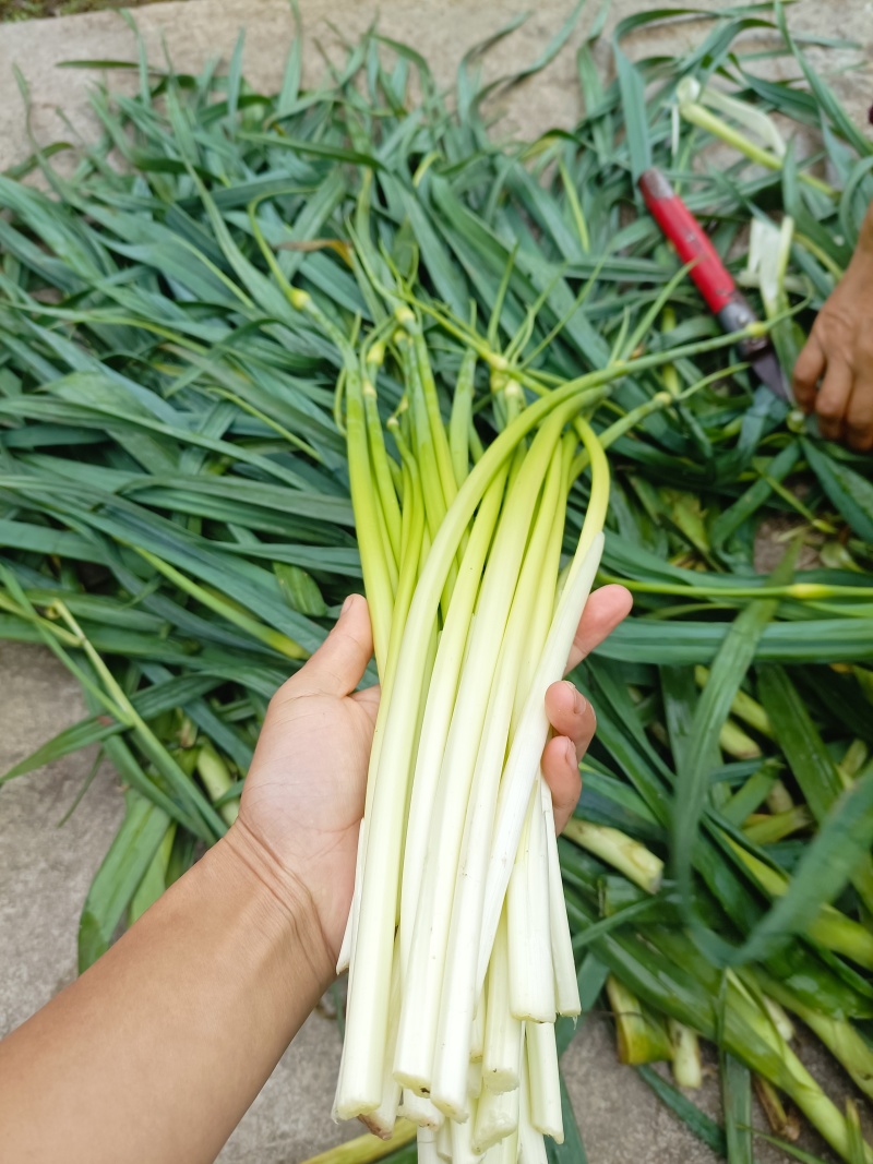 白帽蒜苔农家种植