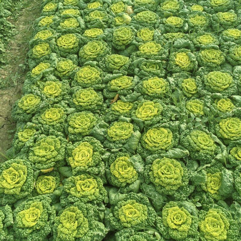 黄心菜