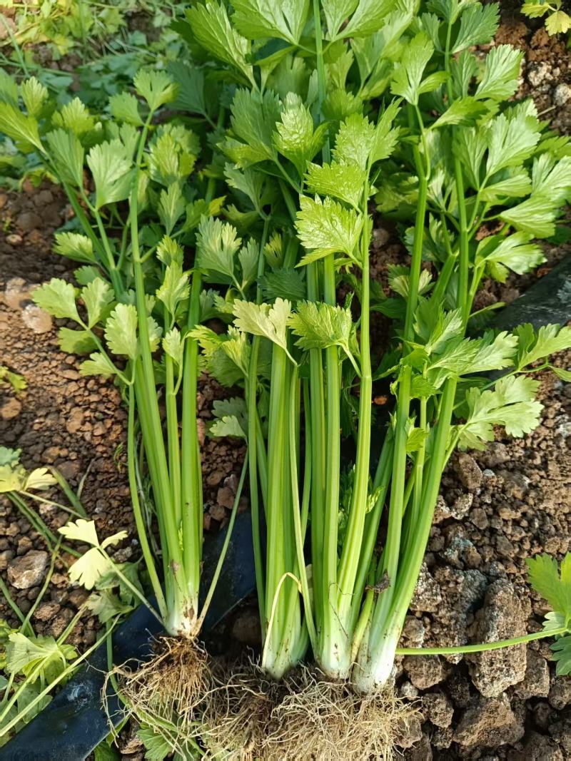 小芹菜西芹毛芹香芹芹菜大棚货精品长期有货