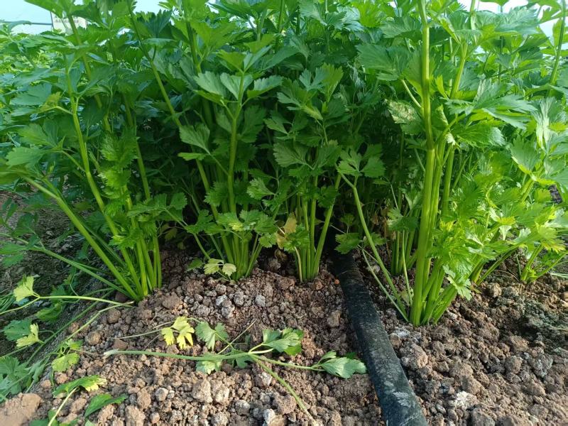 小芹菜西芹毛芹香芹芹菜大棚货精品长期有货