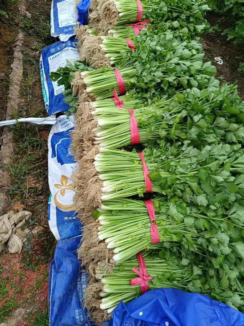 小芹菜西芹毛芹香芹芹菜大棚货精品长期有货