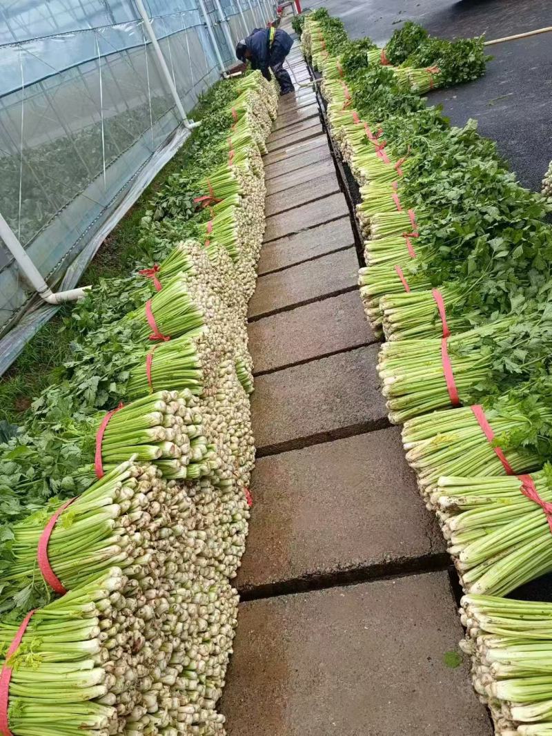 小芹菜西芹毛芹香芹芹菜大棚货精品长期有货