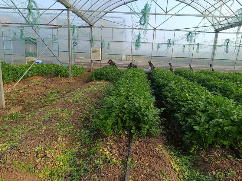 小芹菜西芹毛芹香芹芹菜大棚货精品长期有货