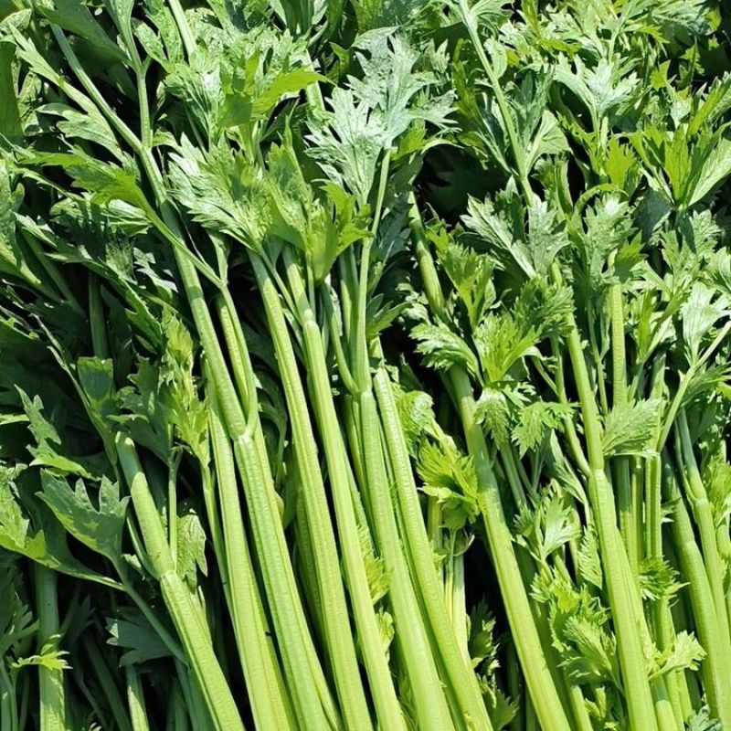 小芹菜西芹毛芹香芹芹菜大棚货精品长期有货