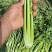 小芹菜西芹毛芹香芹芹菜大棚货精品长期有货