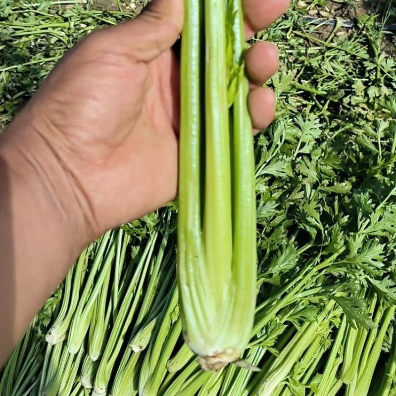 小芹菜西芹毛芹香芹芹菜大棚货精品长期有货