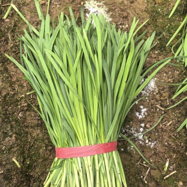 精品韭菜头刀二刀大量上货