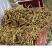 空心菜老杆杆，空心菜种藤，欢迎咨询订购