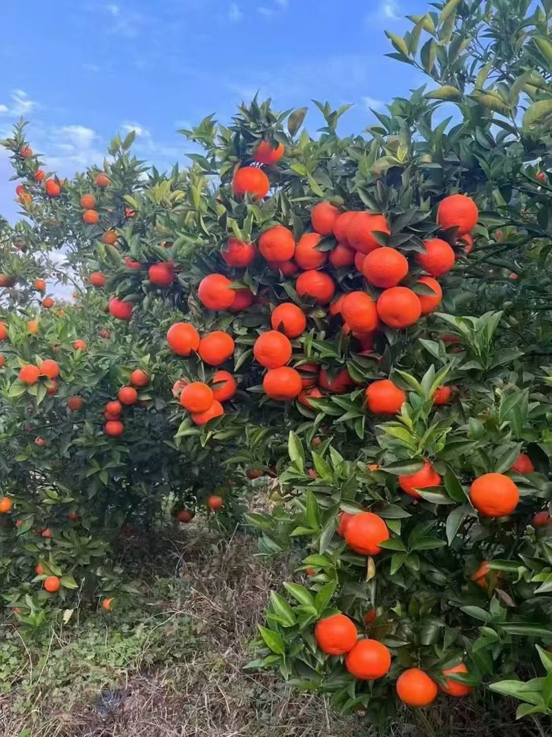 广西沙糖桔，产地一手货源，新鲜采摘，量大价优随时联系看货