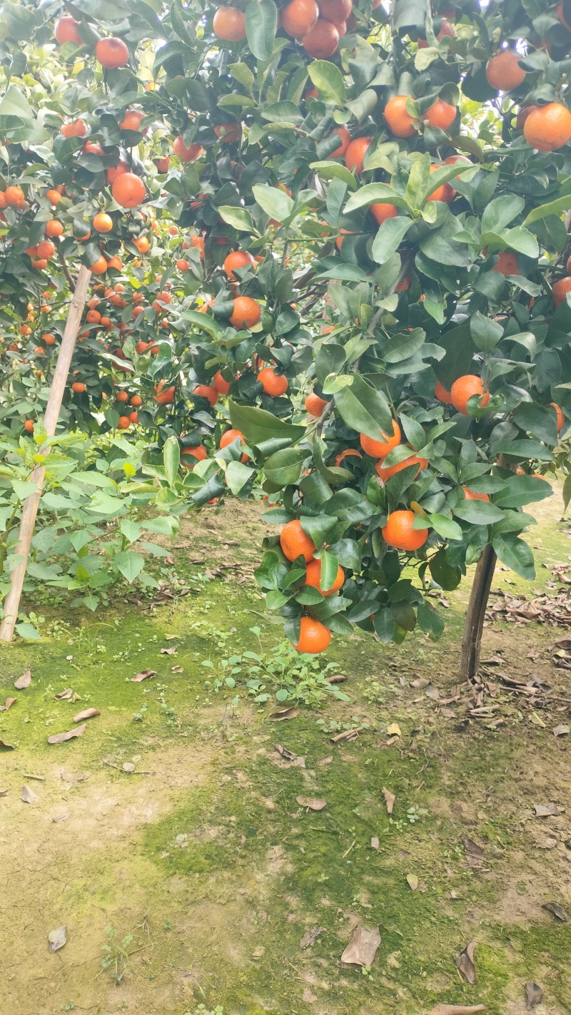 广西砂糖橘产地直发