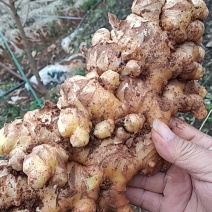 热卖中云南红河州蒙自市，生姜