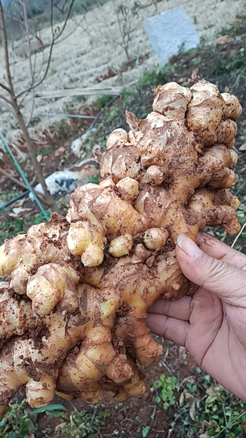 热卖中云南红河州蒙自市，生姜