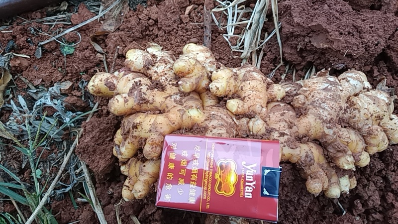 热卖中云南红河州蒙自市，生姜