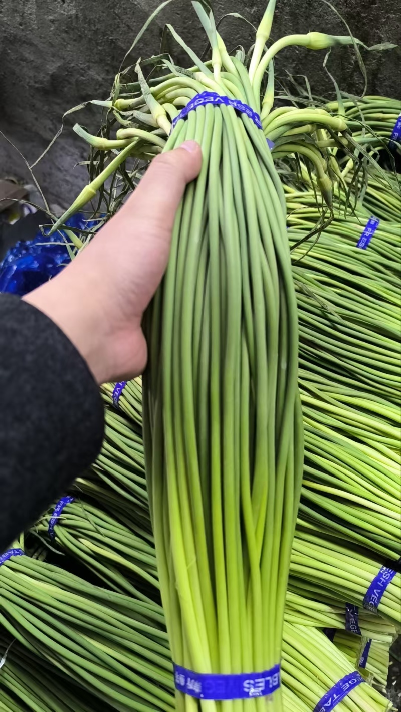 《产地推荐》蒜薹红帽白帽产地供应全国发货保质保量