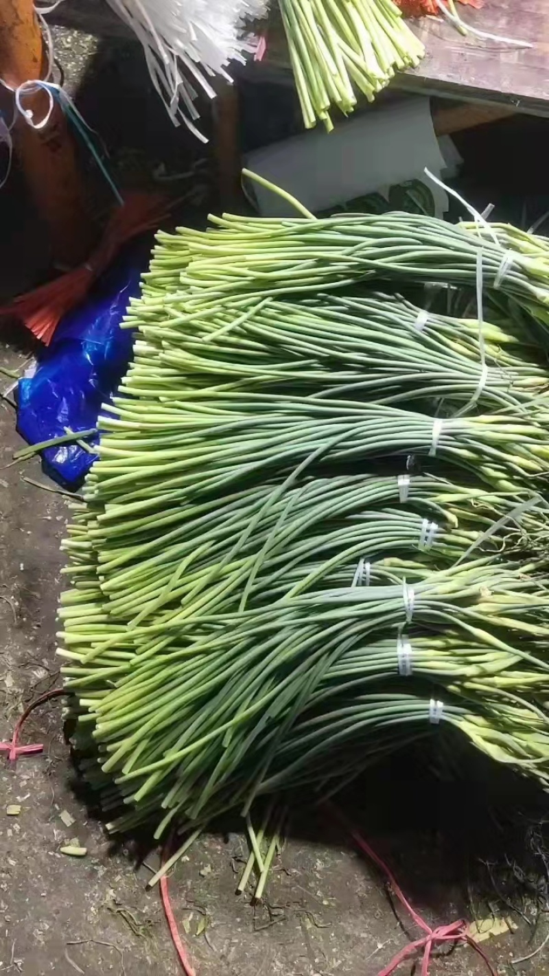 《产地推荐》蒜薹红帽白帽产地供应全国发货保质保量