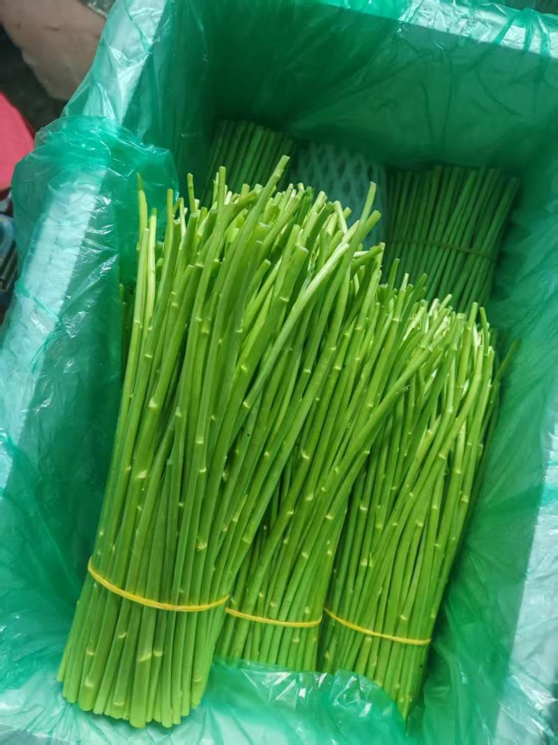 云南芦蒿/黎蒿持续发货