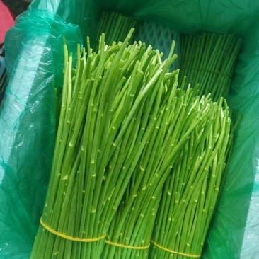 云南芦蒿/黎蒿持续发货