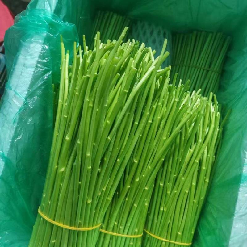 云南芦蒿/黎蒿持续发货
