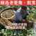 超大老菱角种苗高产青菱角种红菱角种苗水生植物菱角高产遇水