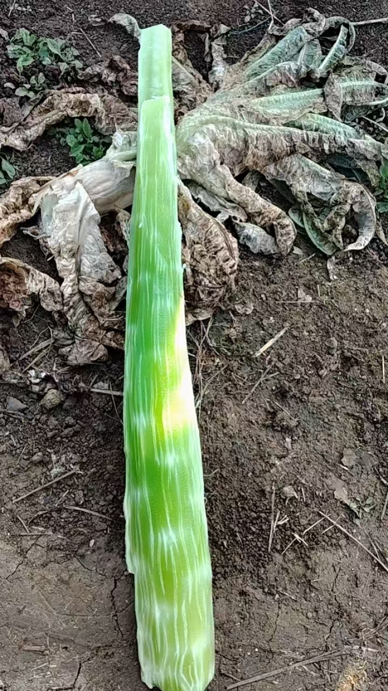 山东莴苣杆子质量很好产地直发地头交易