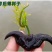超大老菱角种苗高产青菱角种红菱角种苗水生植物菱角高产遇水