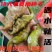 超大老菱角种苗高产青菱角种红菱角种苗水生植物菱角高产遇水