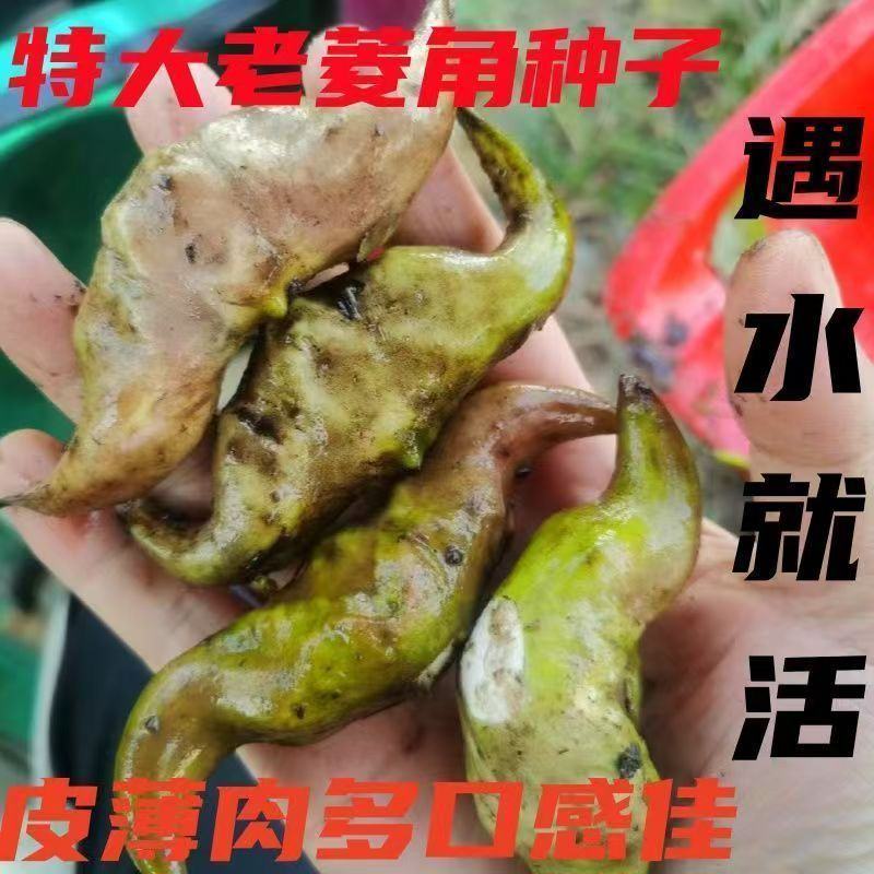 超大老菱角种苗高产青菱角种红菱角种苗水生植物菱角高产遇水