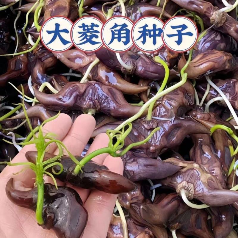 超大老菱角种苗高产青菱角种红菱角种苗水生植物菱角高产遇水
