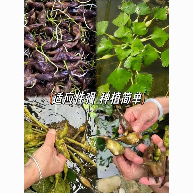 超大老菱角种苗高产青菱角种红菱角种苗水生植物菱角高产遇水