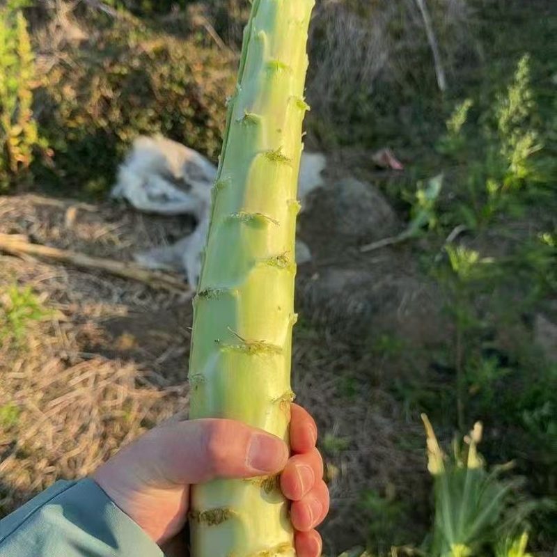 山东莴苣杆子质量很好产地直发地头交易
