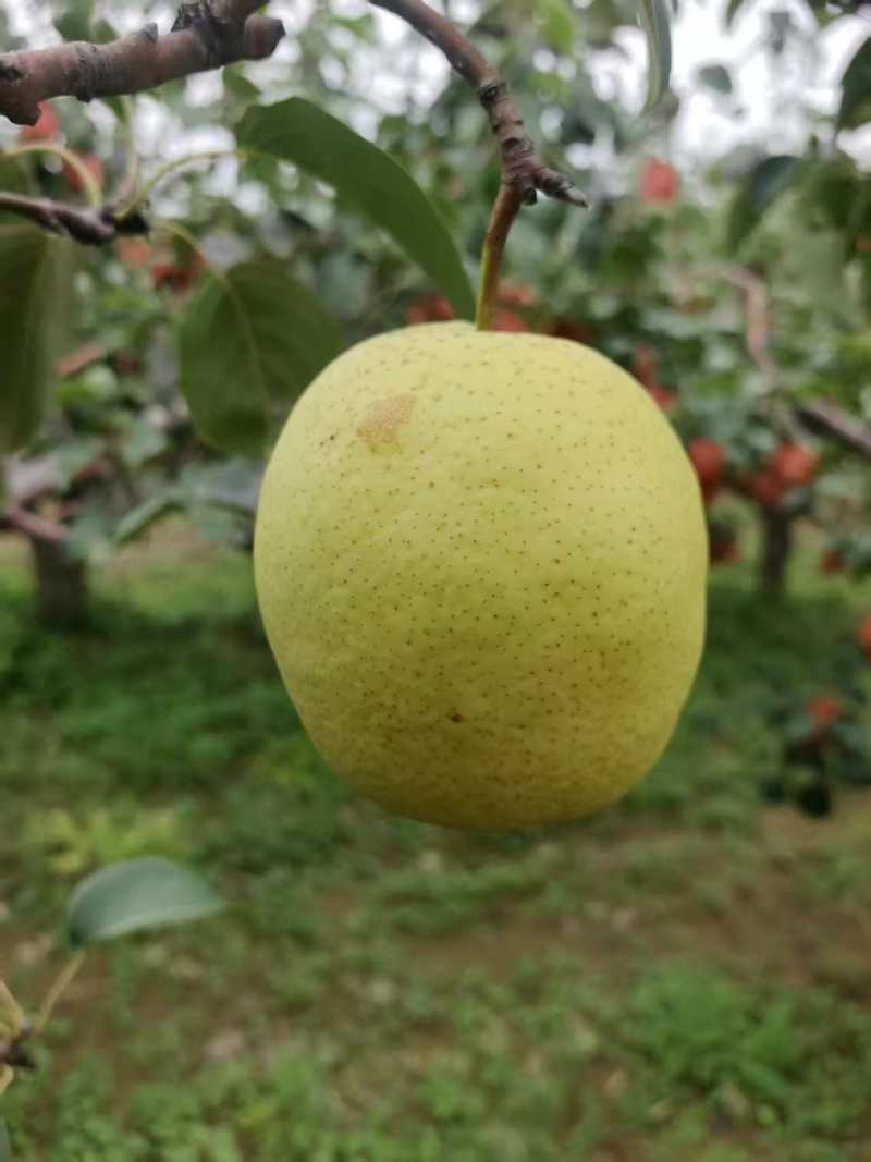 河北石家庄雪花梨果肉洁白如雪规格齐全支持一件代发