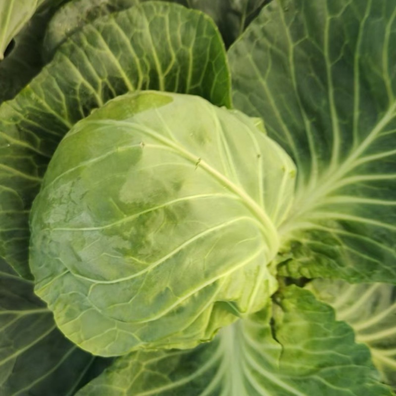 【品种多样】旺旺甘蓝扁包菜大量上市价格实惠进店咨询