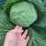 【品种多样】旺旺甘蓝扁包菜大量上市价格实惠进店咨询