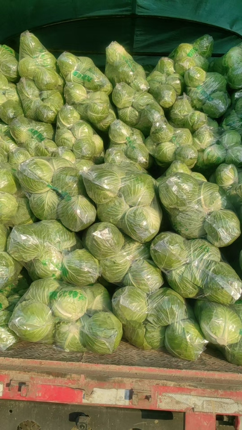 【品种多样】旺旺甘蓝扁包菜大量上市价格实惠进店咨询