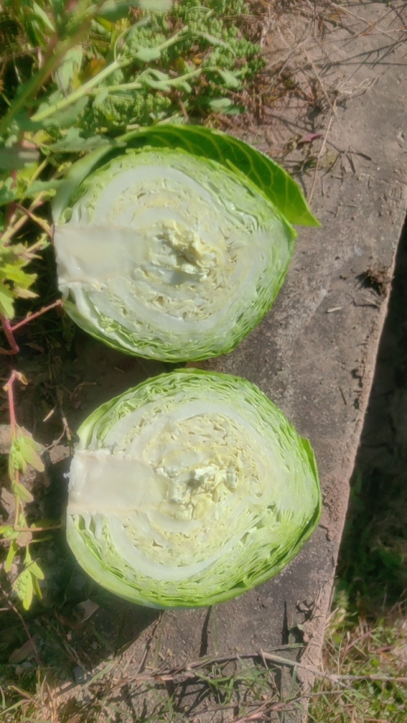 【品种多样】旺旺甘蓝扁包菜大量上市价格实惠进店咨询
