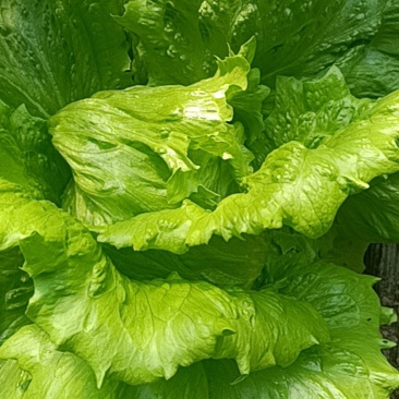 刚下来的生菜球量大从优
