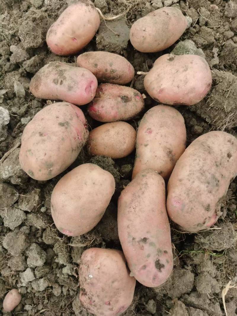 云南七彩土豆大量供货