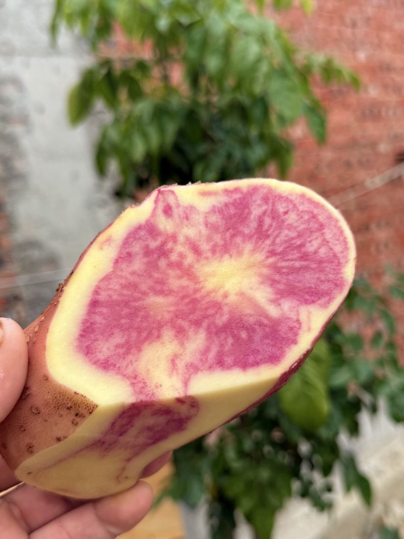 云南七彩土豆大量供货