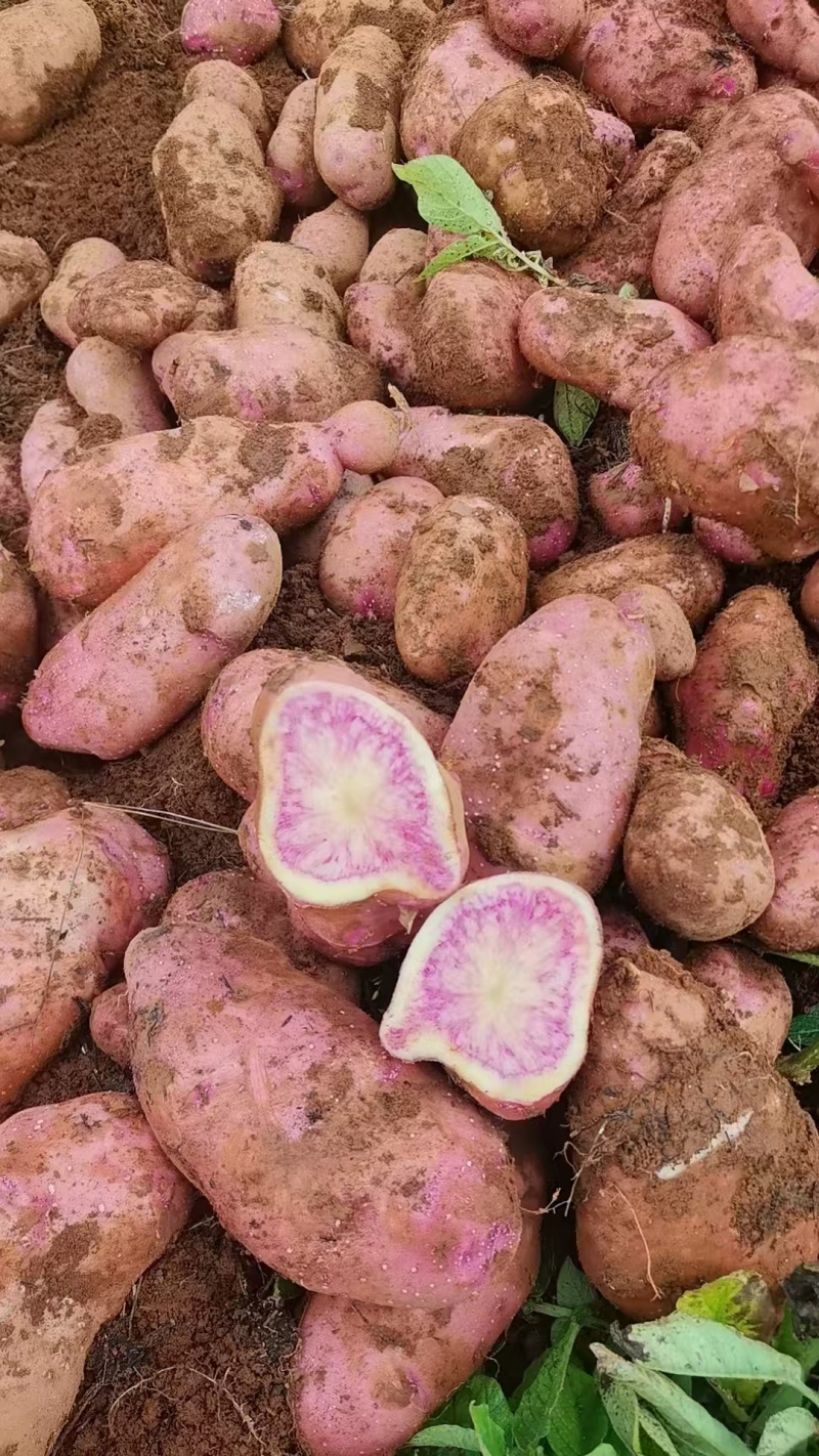 云南七彩土豆大量供货