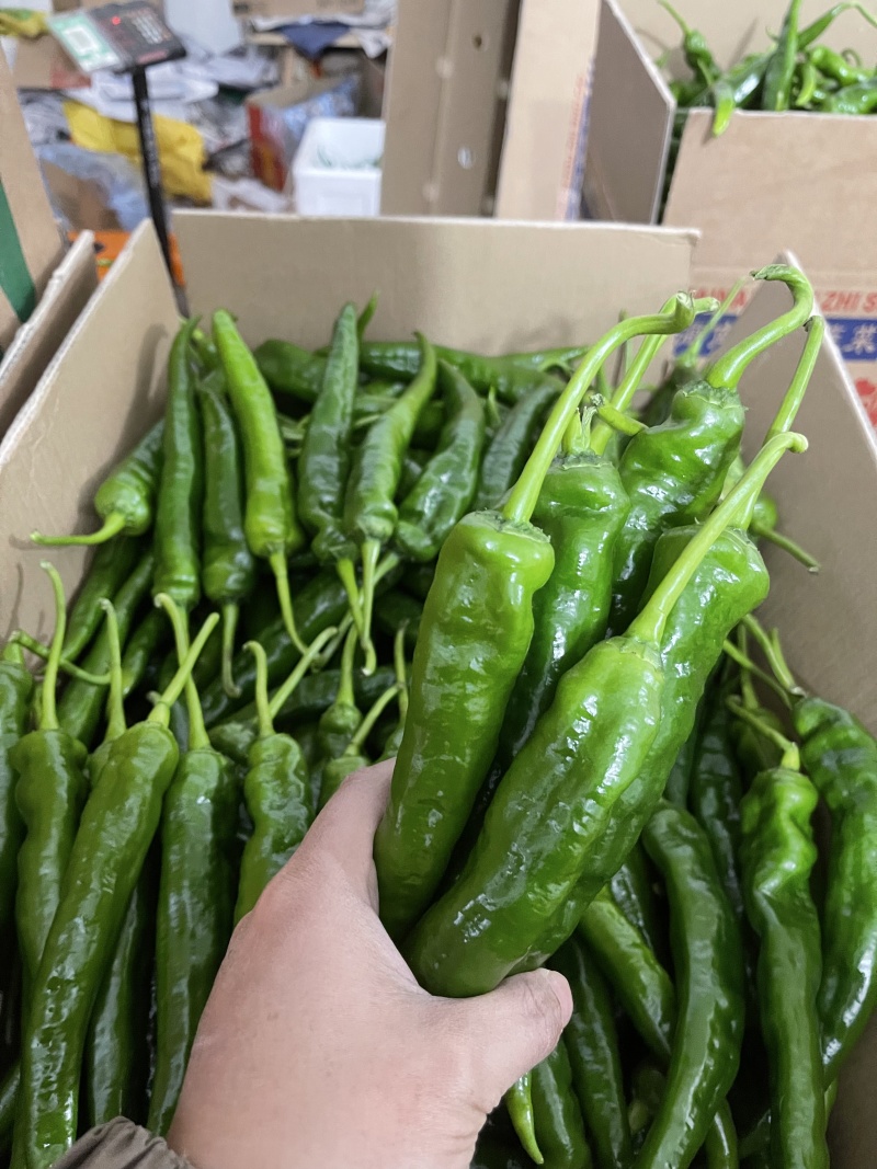 广东早尖辣椒，土辣椒，场地直发，专业代办，欢迎咨询