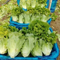 大利生菜河南西华生菜大量上市，代收代发一条龙服务