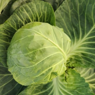 斯特丹甘蓝甘蓝包菜量大发货品种多样价格合理进店联系