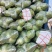 斯特丹甘蓝甘蓝包菜量大发货品种多样价格合理进店联系
