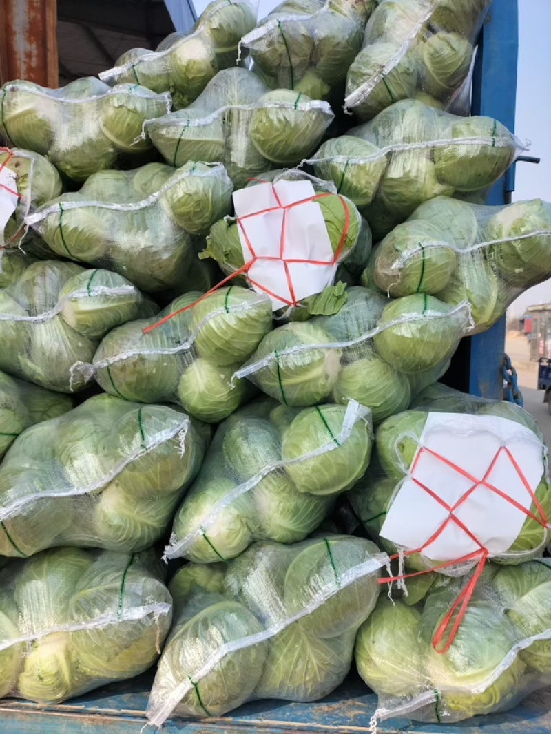 斯特丹甘蓝甘蓝包菜量大发货品种多样价格合理进店联系