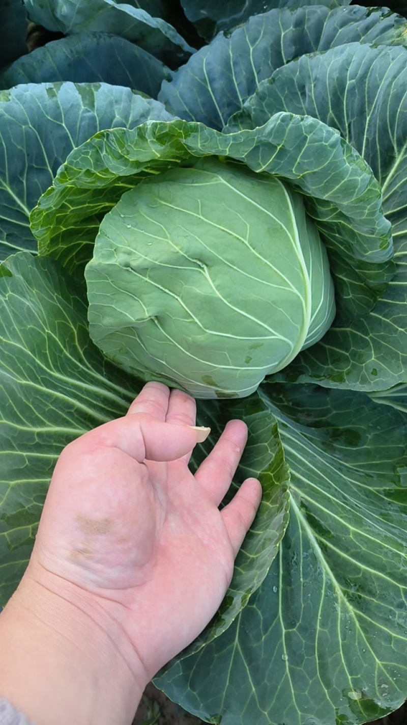 斯特丹甘蓝甘蓝包菜量大发货品种多样价格合理进店联系