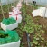 大利生菜河南西华生菜大量上市，代收代发一条龙服务