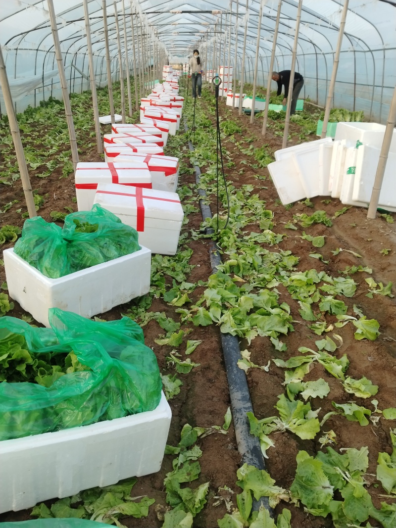 大利生菜河南西华生菜大量上市，代收代发一条龙服务