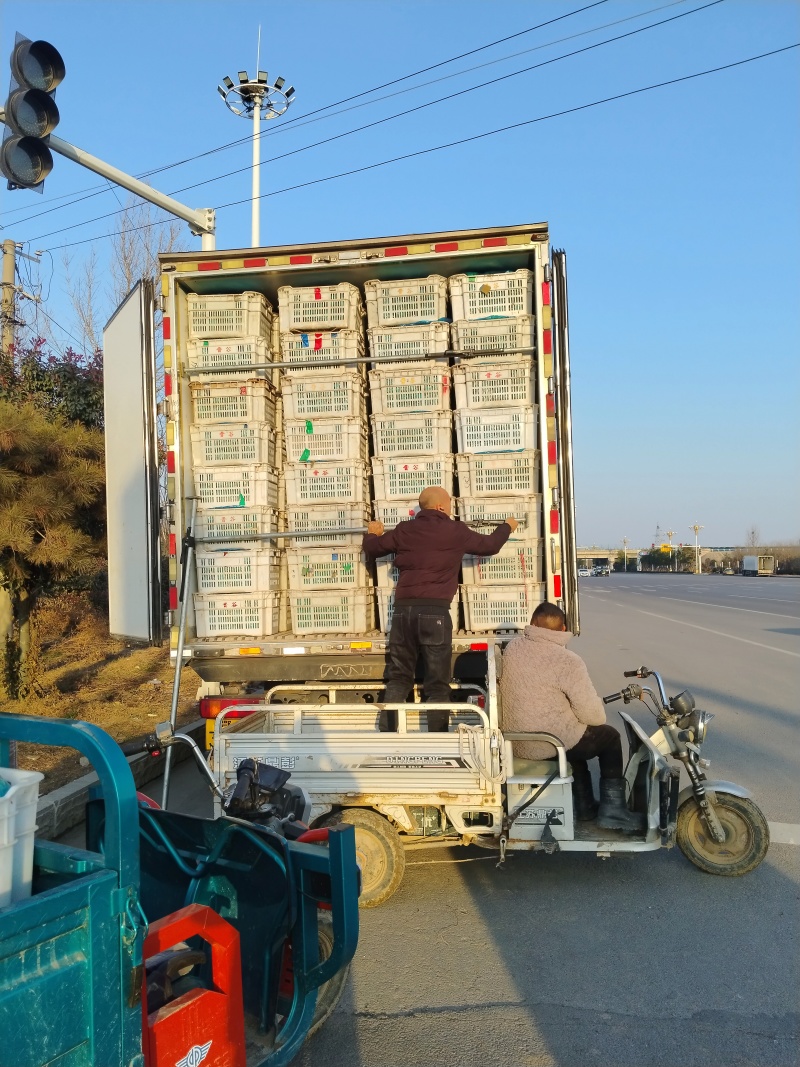 大利生菜河南西华生菜大量上市，代收代发一条龙服务