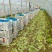 大利生菜河南西华生菜大量上市，代收代发一条龙服务