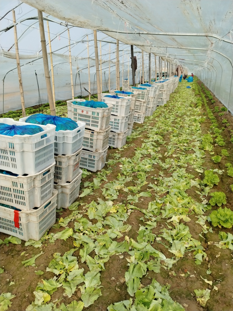 大利生菜河南西华生菜大量上市，代收代发一条龙服务
